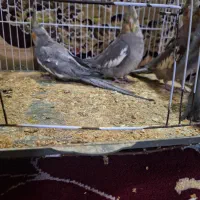 عروس هلندی|پرنده|مشهد, رضاییه|دیوار