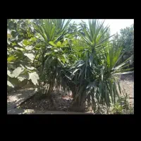 گل یوکا بزرگ|گل و گیاه طبیعی|ارطه, |دیوار