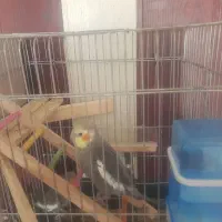 ۷ تا عروس هلندی به همراه قفس و لوازم ۴ تومان|پرنده|مشهد, آبکوه|دیوار