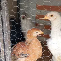 فروشی توافقی