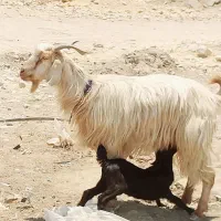 بز کهر دار