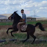 سیلمی کورد|اسب و تجهیزات اسبسواری|کرمانشاه, |دیوار