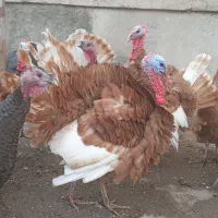 فروش تخم بوقلمون نطفه دار نژاد بور بون