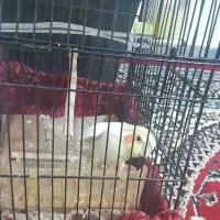 عروس هلندی گمشده