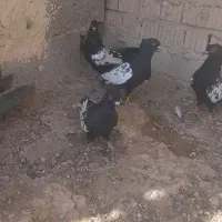 کبوتر سینه|پرنده|شیراز, ارم|دیوار