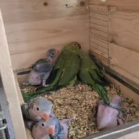 جوجه سرلاکی طوطی ملنگو