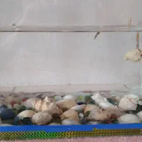 اواریوم با۴۳ ماهی ۲۷در ۱۸|ماهی|ماهان, |دیوار