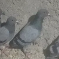 کفتر چاهی