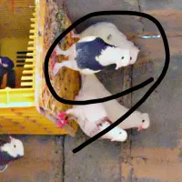 طوقی|پرنده|چاه مرید, |دیوار