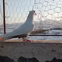 کفتر دم مشکی پرشی جفتگاه