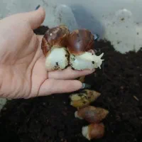 ۵تاحلزون آچاتینا با باکس+۱۰تا جوجه حلزون رایگان|خزنده|فردیس, شهرک ناز|دیوار