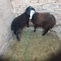 فروش بره پرواری نر و ماده سالم|حیوانات مزرعه|دشتابی, |دیوار