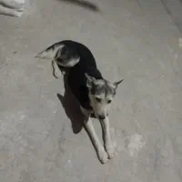 فروش سگ هاسکی