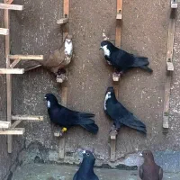 سیندق فروشی