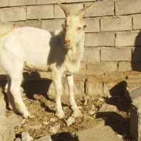 نر بز سانان به شرط اصالت یک ساله چووش|حیوانات مزرعه|سبزوار, صالح آباد|دیوار