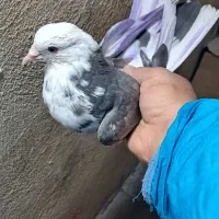 کبوترآکندی غریب