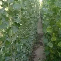 فروش نهال صنوبر نیگرا|خدمات باغبانی و درختکاری|زاینده رود, |دیوار