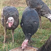 بوقلمون در شهرستان شوط