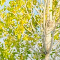 فروش-زمین-جنگلی-باغی