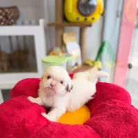 شیتزوهای فنجونی و کوچولو