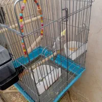 پرنده|پرنده|محمدشهر, شهرک پیام (مهرالبرز)|دیوار