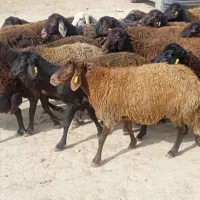 میش قزل افشار جوان ابستن وبره دار|حیوانات مزرعه|مشهد, زمرد|دیوار