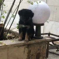 توله ژرمن شولاین و کلاسیک|سگ|قزوین, |دیوار