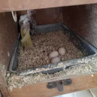 عروس هلندی قیمت ۵۰۰۰۰