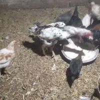 خروس لاری|حیوانات مزرعه|مریوان, |دیوار