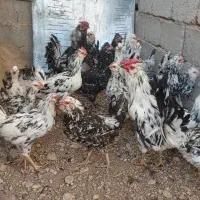 مرغ و خروس گلین لری پنگئنی ریشو ۴۰ تاج|حیوانات مزرعه|دهق, |دیوار