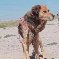 سگ نگهبان|سگ|تبریز, |دیوار