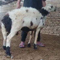 با سلام یک راس کوعه قورچ|حیوانات مزرعه|بروجرد, |دیوار