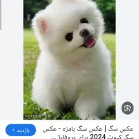 پیداشده سگ