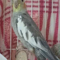 عروس هلندی نر پنج ماهه سخنگو اوازخان