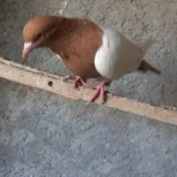سینه زرد نر