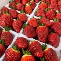 فروش تخصصی توت فرنگی