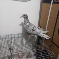 یک جفت خال سرکی نر