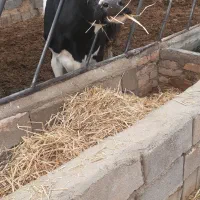 گاو شیری|حیوانات مزرعه|اسفراین, |دیوار