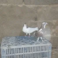 کبوتر خال سرخ ماده و اوغون|پرنده|مشهد, کوی المهدی|دیوار