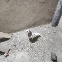 کفتر زور دار