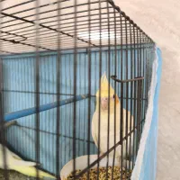 جوجه عروس هلندی|پرنده|زنجان, |دیوار