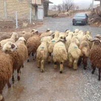 ۳۰ راس کاور نر داشتی،گوسفند نر، بره نر جفتی ۶۵کیلو