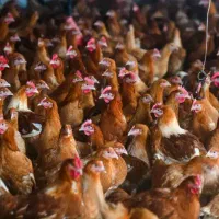 مرغ تخمگذار، نژاد گلپایگانی