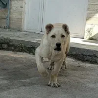 توله سگ شاه توله