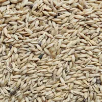 جو محلی ارشق