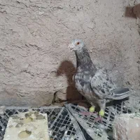 کبوتر سرور پلاکی نر