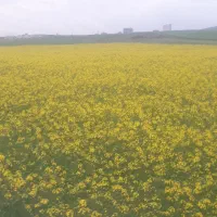 زمین کشاورزی مناسب باغ کارگاه در فندقلو