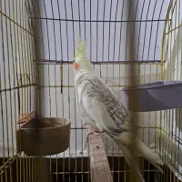 یک عروس هلندی آماده ی سخن اموزی