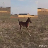 کره نریان عرب دوسر مدارک دار|اسب و تجهیزات اسب‌سواری|قیدار, |دیوار