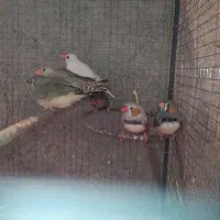 فنچ و کوتوله|پرنده|سراوان, |دیوار